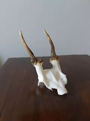 Fallow Buck Pricket Deer Skull Taxidermy Antlers  • £41.99