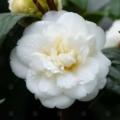 Camellia Japonica 'Nobilissima' Japanese Evergreen Plant Garden Shrub | 9cm Pot • £9.99