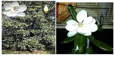 Southern Magnolia Tree Sweet Smelling HUGE White Blooms 10 + Seeds USA Seller • $3.99