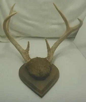 Vintage 6  Point Deer Buck Antlers Wall Mount Wooden Plaque • $49.95