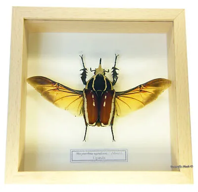 REAL MOUNTED FRAMED BEETLE - Mecynorrhina Ugandensis RED GIANT AFRICAN BEETLE • $61.30