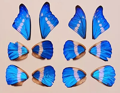 Lot Of 12 Blue Morpho Helena Butterfly Wings Craft Grade Jewelry Artwork #4 • $60