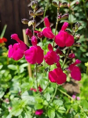 3x Salvia Jemimas Gem Plug Plants Ornamental Sage Perennial Pink Red Flowers • £8.95