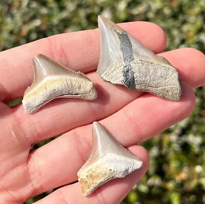 RARE Peruvian Fossil Sharks Teeth LOT OF 3 Megalodon Or Chubutensis Peru Shark • $34.99