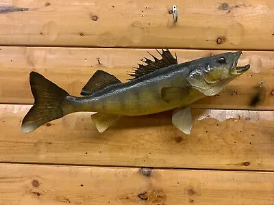 Real Skin Mount Walleye Pike Northern Musky Bass Sauger Fish Taxidermy FW43 • $169