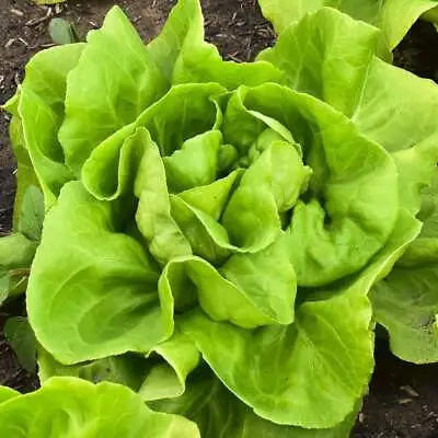 Buttercrunch Butterhead Lettuce Seeds NON-GMO FREE SHIP • $1.69