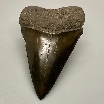 Dark Colored Nice Quality Complete 2.32  Fossil EXTINCT MAKO Tooth - USA • $45