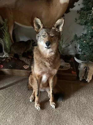 Coyote Full Taxidermy Mount Man Cave Hunting Cabin Decor Animal Art • $625