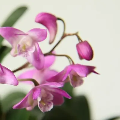 Dendrobium Kingianum - Hardy Australian Mini With Cute Pink Flowers • $28