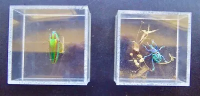 2 Vintage '64 Beetle Specimens In Display Cases - 1 Iridescent 1 Genus Eupholus • $26.50