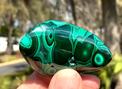 POLISHED MALACHITE - 2  1/4 Inches Long • $8.95