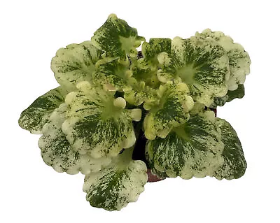 Dandelion Micro Miniature African Violet - 2  Pot - Variegated Foliage • $19.99