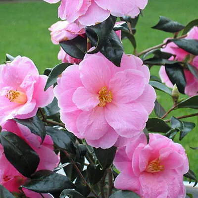 1 X Camellia Williamsii 'donation' Bushy Evergreen Shrub Hardy Plant In Pot • £9.99