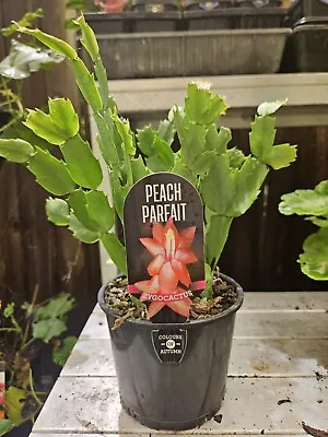 Zygo Cactus ❤️ “PEACH PARFEIT  In 125mm POTS” ❤️ Established Plants • $12