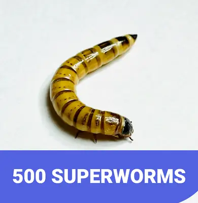 500 LARGE LIVE SUPERWORMS 1.5”-2” Free Shipping  LIVE ARRIVAL GUARANTEE • $25.99