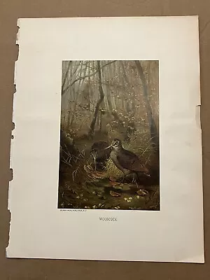 Woodcock Lithograph Nature Fall Leaves Trees Selmar Hess Publisher NY • $15.91