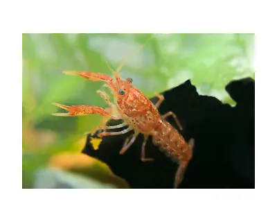 4 Mexican Orange Dwarf Crayfish CPO (breeding Group) • $39
