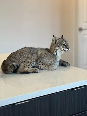 Beautiful Juvenile Real Bobcat Taxidermy Mount Museum Quality • $1250