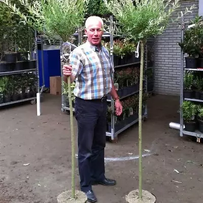£34.95 • Buy Large Salix Hakuro 'Nishiki' Flamingo Willow Tree 120cm Stem. 7.5L Pot
