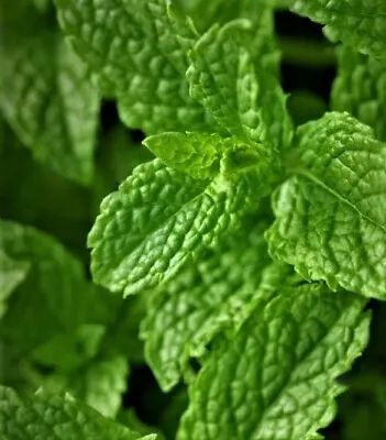 Spearmint Mint Seeds - Superior Mint Seeds To Become Superior Mint Plants • £3