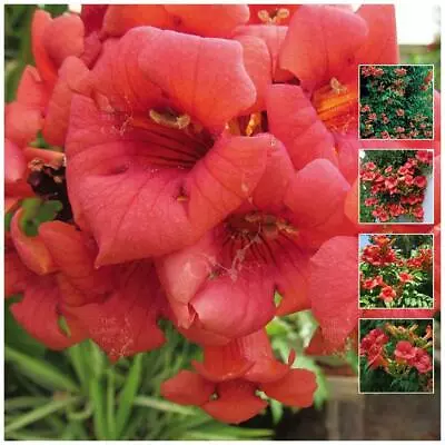 Campsis Flame Trumpet Vine X15 Seeds. Orange Flowering. Hardy Evergreen Climber • $4.95