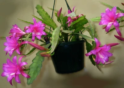 $9.67 • Buy Chiapasia Nelsonii ~ Amazing Disocactus Epiphyllum ~ Very Rare Orchid 10 Seeds ~
