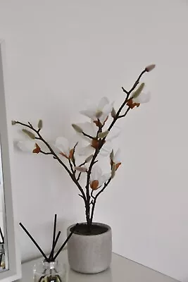 Faux Potted Magnolia • £25