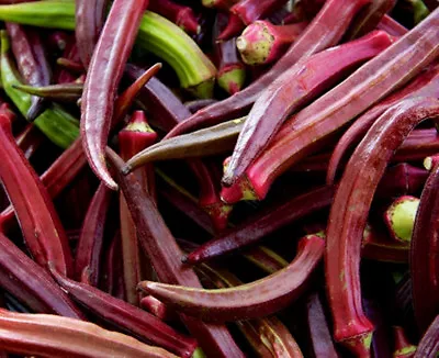 OKRA 'Burgundy' 25+ Seeds Unusual RED Vegetable Garden Gumbo HOT CLIMATES Spring • $2