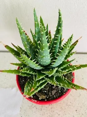 Aloe Bumble Bee TM - Distinctive Variegated Succulent With Bold Contrast • $26.45