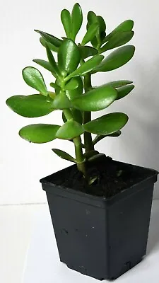 £10.99 • Buy Jade Plant/Money Tree -  Crassula Ovata - Succulent House Plant In A 11cm Pot