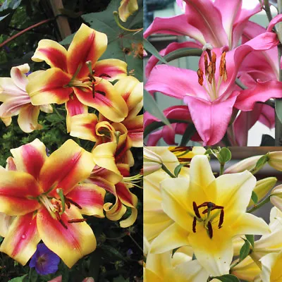 T&M Tree Lily Bulb Collection Perennial Plants Garden Patio Flowering Bulbs • £20.99