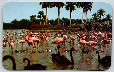 Postcard Flamingos And Black Swans On The Infield Lake Miami Florida Unposted • $4.50