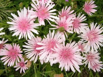 Pink Dandelion - Crepis Rubra - Showy Low-maintenance Annual 10 Seeds • £2.99