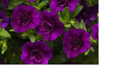 10 X  Trailing Petunias CALIBRACHOA Million Bells DOUBLE BLUE    Pre Order • £12.99