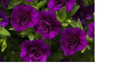 20 X  Trailing Petunias CALIBRACHOA Million Bells DOUBLE BLUE    Pre Order • £17.99