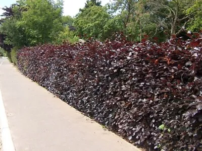 Purple Copper Beech Garden Hedge Plants Semi-evergreen Bare Root Hedging 7 Sizes • £424.99
