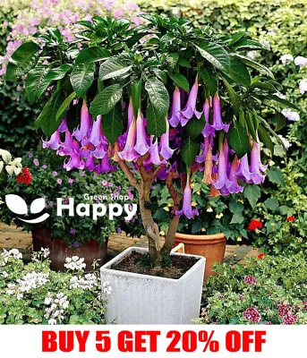 £1.75 • Buy ANGEL'S TRUMPETS PURPLE - 6 SEEDS - Datura Brugmansia - Tropical Woody Shrub