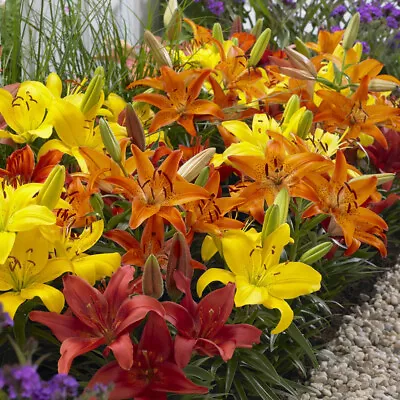 Carpet Lilies Flame Mix - Pk Of 10 Bulbs Size 10/12 • £9.99