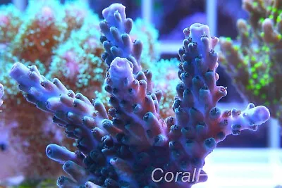 Marine CoralAcropora SpPurple Fading Into Blue Tip StagLarge FragNice • £12.99
