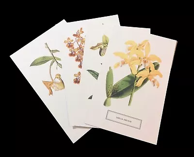 Postcards X4 Orchids - Monkey Dancing Lady Slipper Laelia NY Botanical Flowers • $13.99