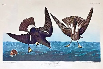 $185 • Buy AUDUBON AMSTERDAM Double Elephant Folio STORMY PETREL Plate #270 WATERMARKED