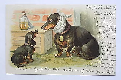 15510 Litho Ak Dachshund With Tooth Pain And Small Dachshund 1902 PC Dachshund • £27.13