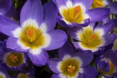 10  Tricolor  Crocus Bulbs For Planting | Perennial Flowers Ships From Iowa US • $10.89