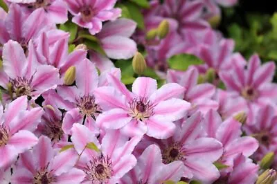 £5.75 • Buy Clematis Nelly Moser  In 8cm Pot 