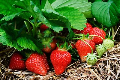 Strawberry Plants - Organically Grown - Bare Rooted X 5 • $30