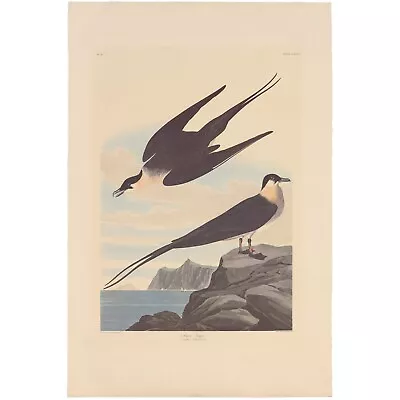 $250 • Buy Audubon Amsterdam Ed Dbl Elephant Folio Lithograph Pl 267 Arctic Yager