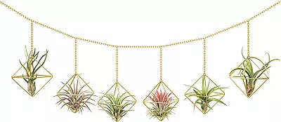 6 Pcs Hanging Air Plant Holder Mini Metal Airplant Rack Hanger Modern • $26.99