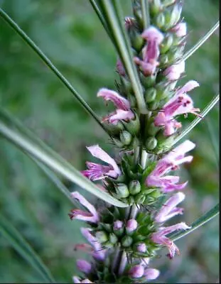 Motherwort - 100 Seeds - Medicinal Herb - GMO Free (Leonurus Cardiaca) Pink • $3.95