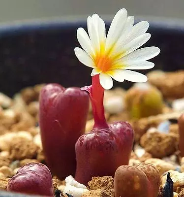 Conophytum Pellucidum Rare Mesemb Exotic Succulent Seed Living Stones 15 SEEDS • $8.99