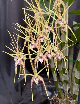 $11.95 • Buy HN9 Orchids Dendrobium Saigon Spirit Seedling 50mm Pots